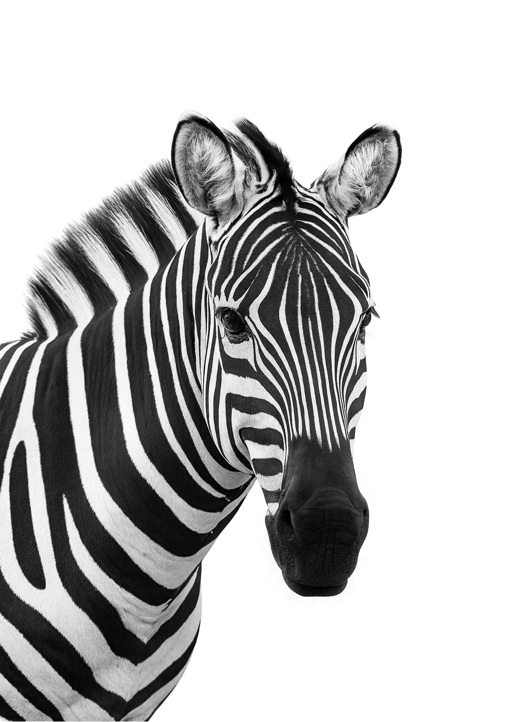 Black, White & Fabulous